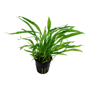 Microsorum pteropus 'Narrow' aquarium plant canada