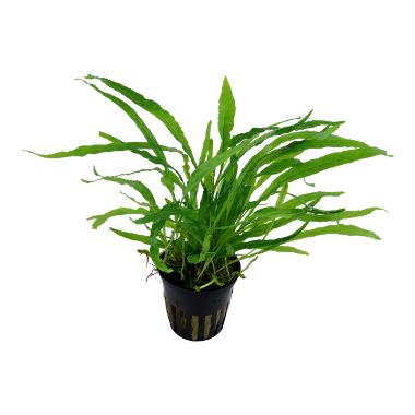 Microsorum pteropus 'Narrow' aquarium plant canada
