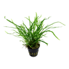 Microsorum pteropus 'Trident' canada aquatic plant