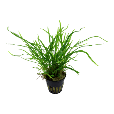 Microsorum pteropus 'Trident' canada aquatic plant