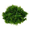 Monosolenium tenerum 