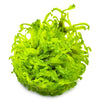 Monosolenium tenerum 