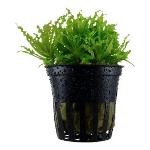 Pogostemon-helferi-Aquarium-plant