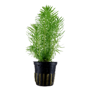 Pogostemon deccanensis
