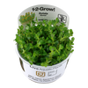 Rotala 'Bonsai' 1-2 Grow