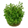 Rotala 'Bonsai' 1-2 Grow