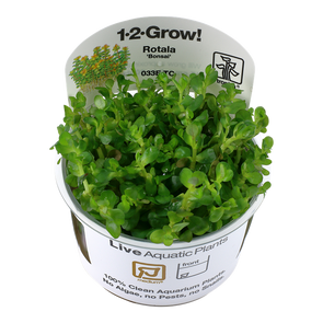 Rotala 'Bonsai' 1-2 Grow