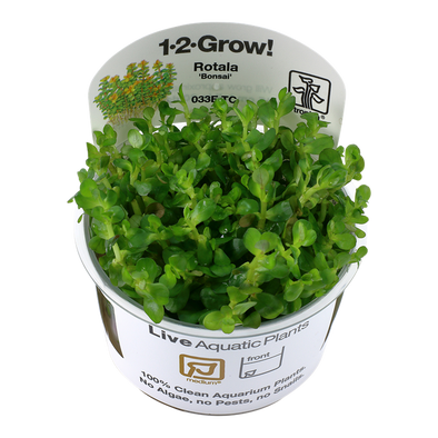Rotala 'Bonsai' 1-2 Grow