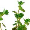 Rotala rontundifolia Tropica