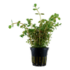 Rotala rontundifolia Tropica