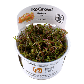 Rotala rotundifolia 'H'ra'