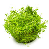 Rotala rotundifolia 'H'ra'