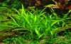 Sagittaria subulata  Tropica