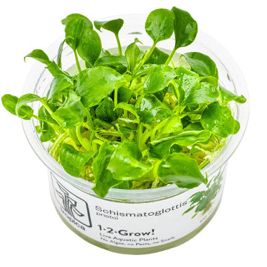 Schismatoglottis prietoi