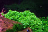Staurogyne repens 1-2 Grow