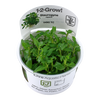 Staurogyne repens 