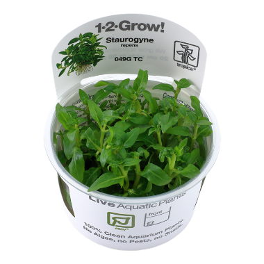 Staurogyne repens 