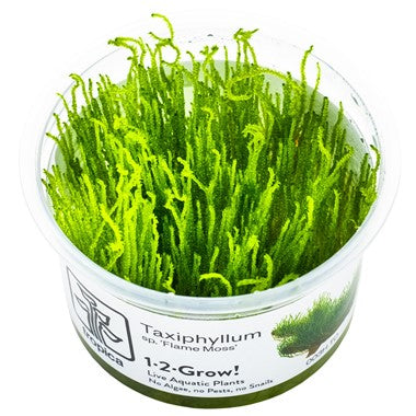 Flame moss