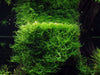 Taxiphyllum barberi 'Bogor moss' 1-2 Grow