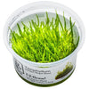 java moss