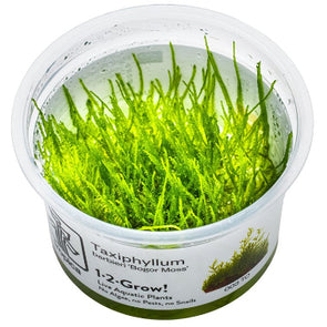 java moss