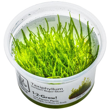 java moss