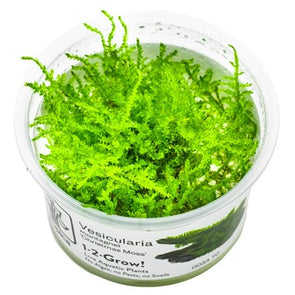 Vesicularia dubyana 'Christmas' 1-2 Grow