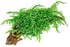Vesicularia ferriei 'Weeping' 1-2 Grow