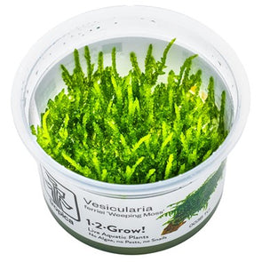 Weeping Moss