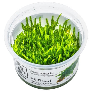 Weeping Moss