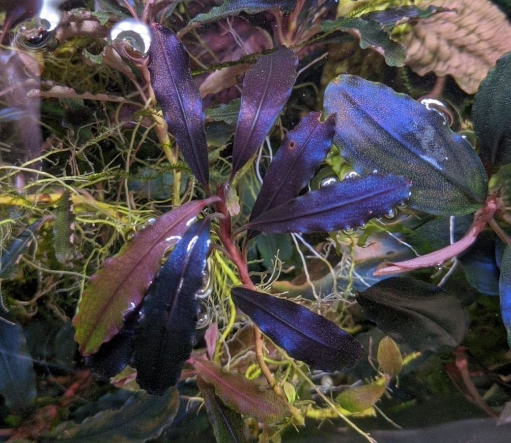 Bucephalandra 