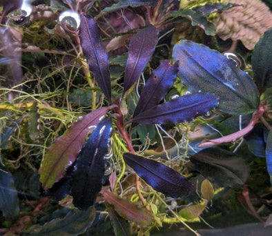 Bucephalandra 