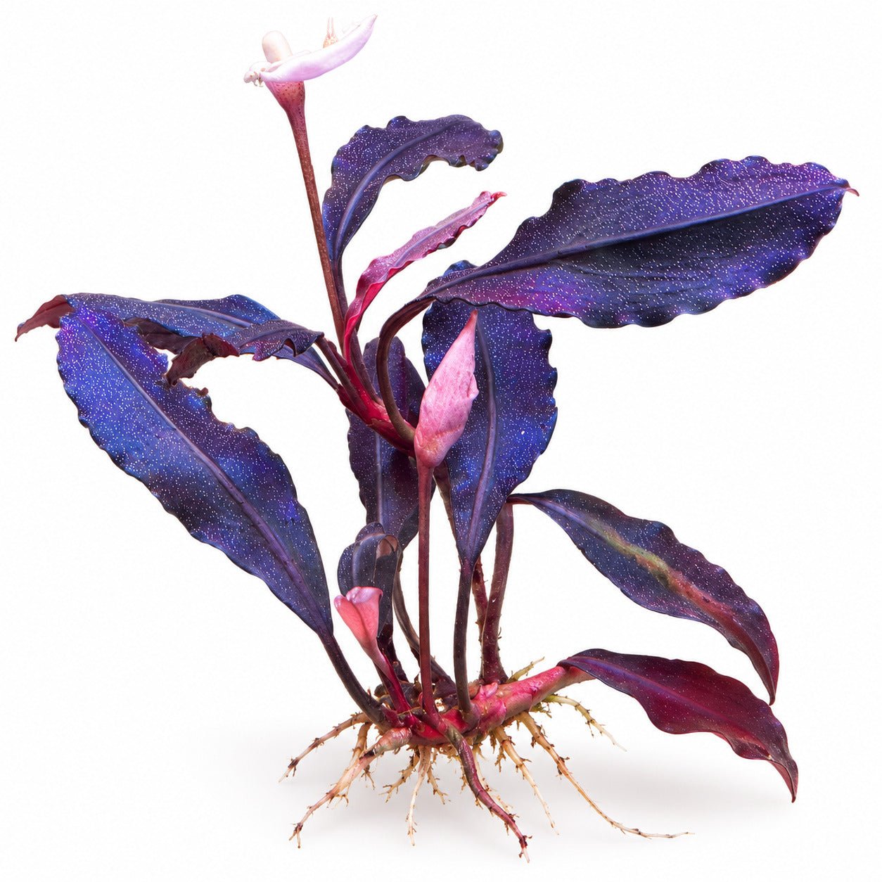 Bucephalandra 