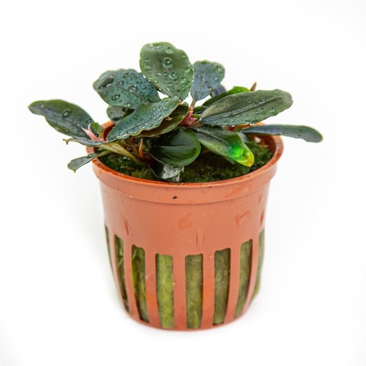 Bucephalandra sordidula 'Blue' Tropica Potted Plant – The Wet Leaf
