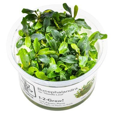 Bucephalandra sp. 'Needle Leaf' 1-2 Grow Tissue Culture – The Wet Leaf