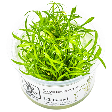 aquarium plant Cryptocorne Parva