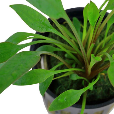 Cryptocoryne x willisii Tropica - The Wet Leaf