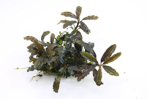 Bucephalandra sp. "Brownie Kunti"