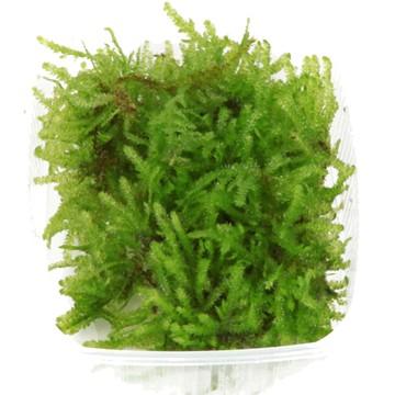 Christmas moss Portion - Aquascaping, [Product_type] - Aquarium plants Canada, [Product_vendor] - Aquarium stone, Driftwood, [shop name] The Wet Leaf