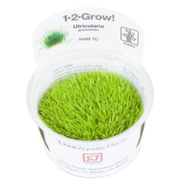 Utricularia Graminifolia - Aquascaping, [Product_type] - Aquarium plants Canada, [Product_vendor] - Aquarium stone, Driftwood, [shop name] The Wet Leaf