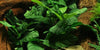 Anubias barteri 'Coffeefolia' Tropica - Aquascaping, [Product_type] - Aquarium plants Canada, [Product_vendor] - Aquarium stone, Driftwood, [shop name] The Wet Leaf
