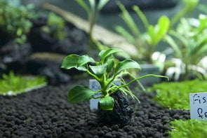 Anubias 'Petite' The Wet Leaf - Aquascaping, [Product_type] - Aquarium plants Canada, [Product_vendor] - Aquarium stone, Driftwood, [shop name] The Wet Leaf