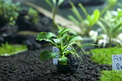Anubias 'Petite' The Wet Leaf - Aquascaping, [Product_type] - Aquarium plants Canada, [Product_vendor] - Aquarium stone, Driftwood, [shop name] The Wet Leaf