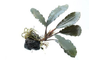 Bucephalandra sp. "Elegant Blue" - Aquascaping, [Product_type] - Aquarium plants Canada, [Product_vendor] - Aquarium stone, Driftwood, [shop name] The Wet Leaf