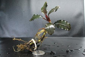 Bucephalandra sp. "Theia" - Aquascaping, [Product_type] - Aquarium plants Canada, [Product_vendor] - Aquarium stone, Driftwood, [shop name] The Wet Leaf