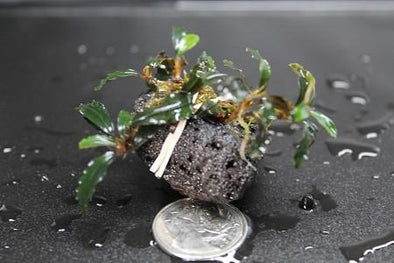 Bucephalandra sp. "Vampire" - Aquascaping, [Product_type] - Aquarium plants Canada, [Product_vendor] - Aquarium stone, Driftwood, [shop name] The Wet Leaf
