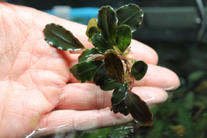 Bucephalandra sp. Copper Leaf - Aquascaping, [Product_type] - Aquarium plants Canada, [Product_vendor] - Aquarium stone, Driftwood, [shop name] The Wet Leaf