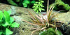 Cryptocoryne albida 'Brown' Tropica - Aquascaping, [Product_type] - Aquarium plants Canada, [Product_vendor] - Aquarium stone, Driftwood, [shop name] The Wet Leaf