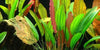 Echinodorus 'Red Diamond' Tropica - Aquascaping, [Product_type] - Aquarium plants Canada, [Product_vendor] - Aquarium stone, Driftwood, [shop name] The Wet Leaf