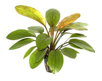 Echinodorus 'Rosé' Tropica - Aquascaping, [Product_type] - Aquarium plants Canada, [Product_vendor] - Aquarium stone, Driftwood, [shop name] The Wet Leaf